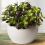 Gardeners Dream Crassula ovata (12cm) 3