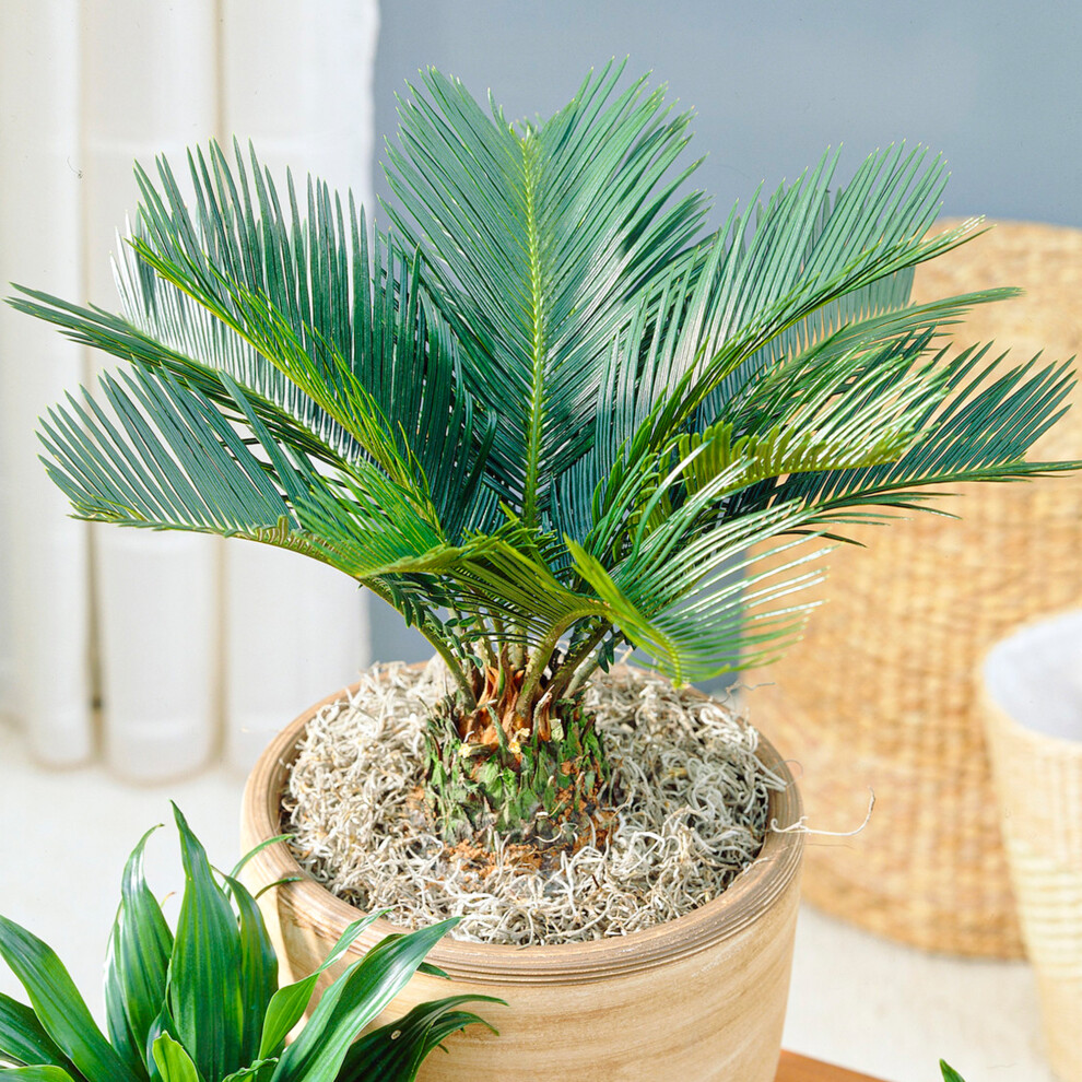 Cycas Revoluta - Sago Palm | Perennial Home or Office Potted Plants | 30-40cm