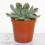 Echeveria Mix (5cm, 5 plants) 6