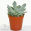 Echeveria Mix (5cm, 5 plants) 4