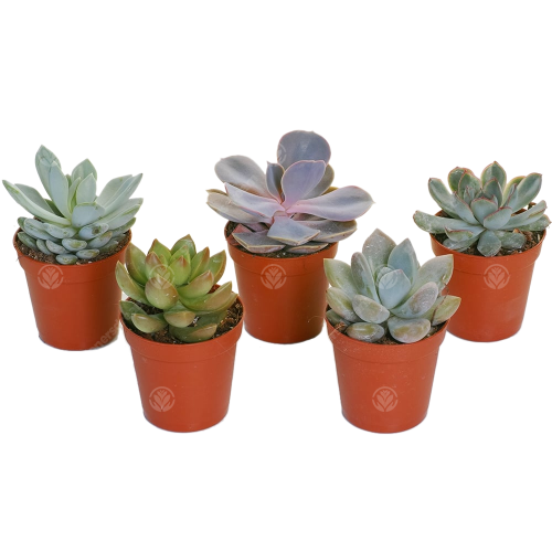Echeveria Mix (5cm, 5 plants) 1