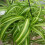 Gardeners Dream Chlorophytum Bonnie (12cm) V3 4