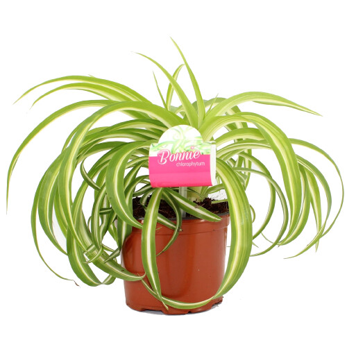Gardeners Dream Chlorophytum Bonnie (12cm) V3 2