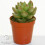 Echeveria Mix (5cm, 10 plants) 4