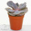 Echeveria Mix (5cm, 10 plants) 3