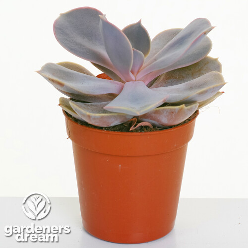Echeveria Mix (5cm, 10 plants) 2