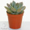 Echeveria Mix (5cm, 10 plants) 6