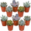 Echeveria Mix (5cm, 10 plants) 2
