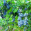 9CM BLUEBERRY BLUECROP PLANT 4