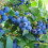 9CM BLUEBERRY BLUECROP PLANT 5