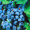 9CM BLUEBERRY BLUECROP PLANT 1