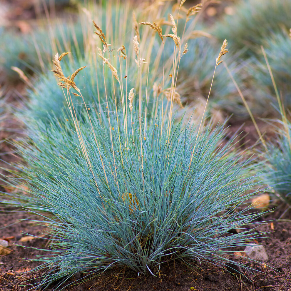 Gardeners Dream Festuca Elijah Blue (9Cm, Pack Of 3)