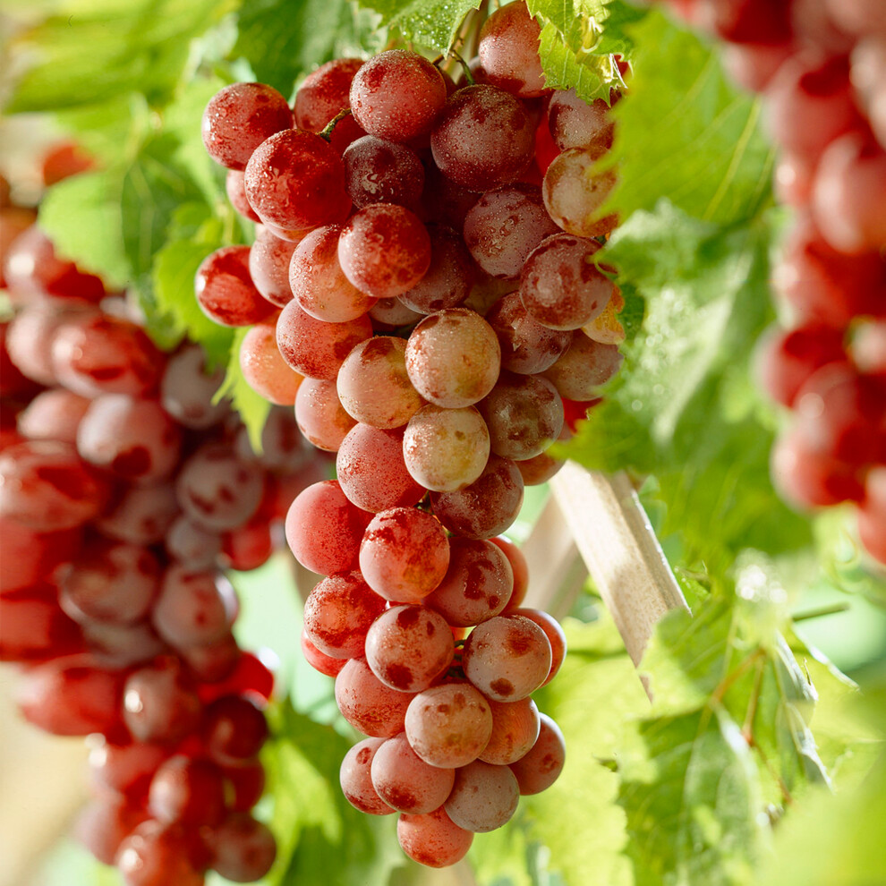 Gardeners Dream Grape Vine Vitis Deciduous Climbing Fruit Plant Hardy Outdoor Garden Shrub Red
