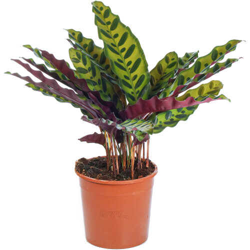 Gardeners Dream Calathea Insignis (14cm) V1 2