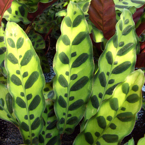 Gardeners Dream Calathea Insignis (14cm) V1 1