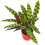 Gardeners Dream Calathea Insignis (14cm) V2 2