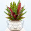 Gardeners Dream Calathea Insignis (14cm) V3 2
