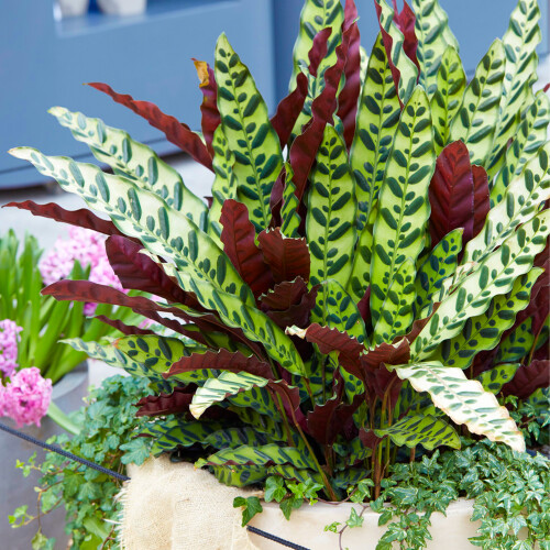 Gardeners Dream Calathea Insignis (14cm) V4