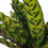 Gardeners Dream Calathea Insignis (14cm) V4 4