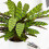 Gardeners Dream Calathea Insignis (14cm) V5 1