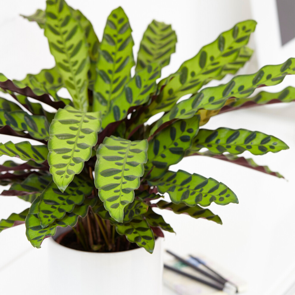 Gardeners Dream Calathea Insignis (14Cm) V5