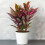Gardeners Dream Cordyline Tango (12cm) V1 2