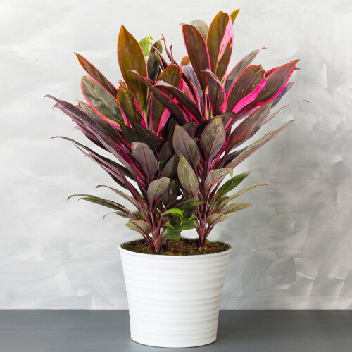Gardeners Dream Cordyline Tango (12cm) V1