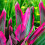 Gardeners Dream Cordyline Tango (12cm) V2 1