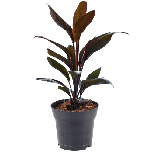 Gardeners Dream Cordyline Tango (12cm) V3 2