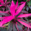 Gardeners Dream Cordyline Tango (12cm) V3 1
