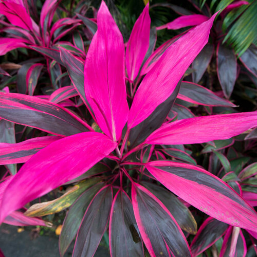 Gardeners Dream Cordyline Tango (12cm) V3