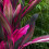 Gardeners Dream Cordyline Tango (12cm) V3 4