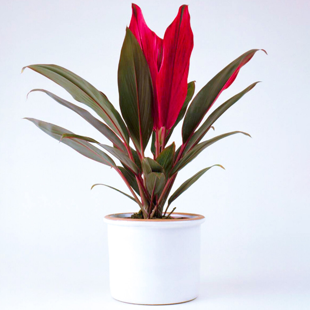 Gardeners Dream Cordyline Tango (12Cm) V4