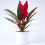 Gardeners Dream Cordyline Tango (12cm) V4 2