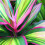 Gardeners Dream Cordyline Kiwi (12cm) V1 1