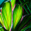Gardeners Dream Cordyline Kiwi (12cm) V1 4