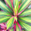 Gardeners Dream Cordyline Kiwi (12cm) V2 2