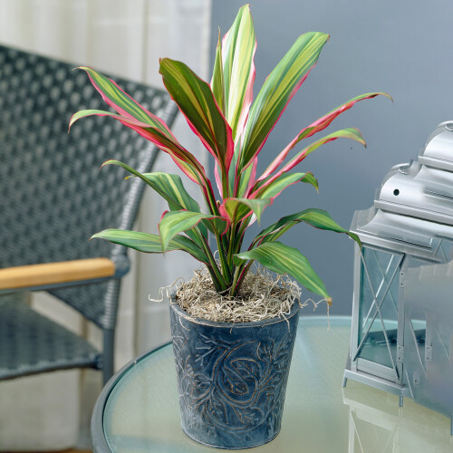 Gardeners Dream Cordyline Kiwi (12cm) V3 1