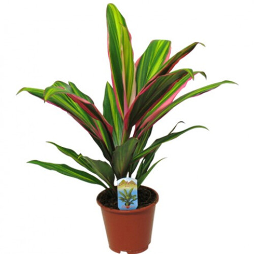 Gardeners Dream Cordyline Kiwi (12cm) V3 2