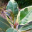 Gardeners Dream Ficus Tineke (12cm) V3 1