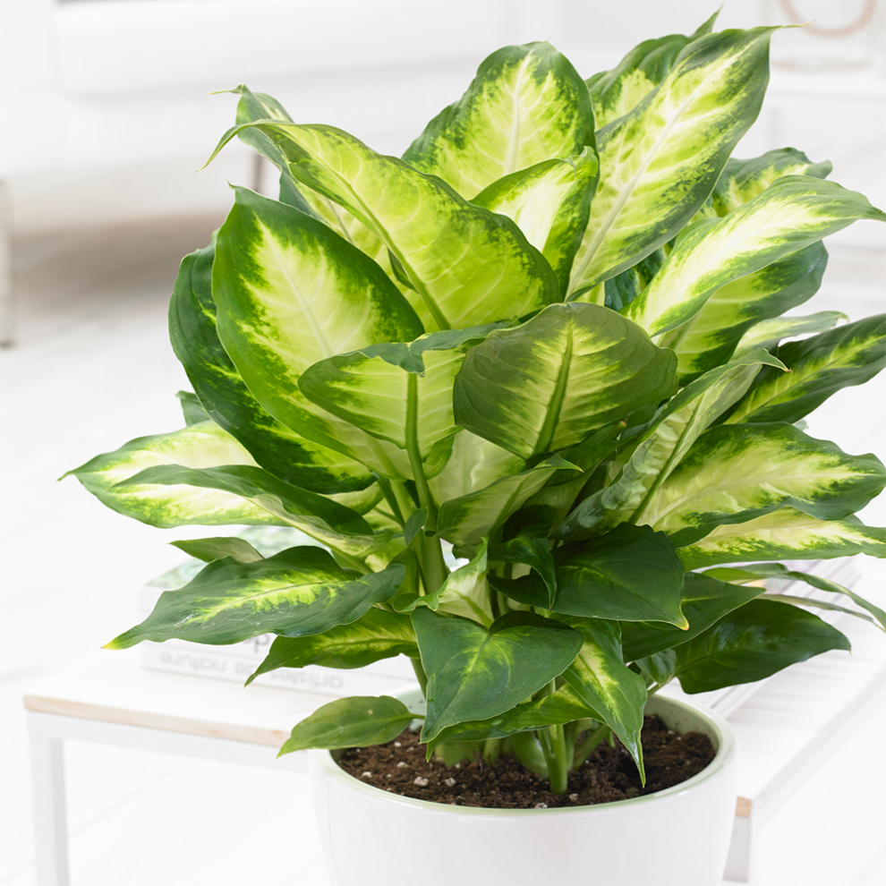 Gardeners Dream Dieffenbachia Camilla Indoor Plant In 12Cm Pot Ideal For Home Or Office