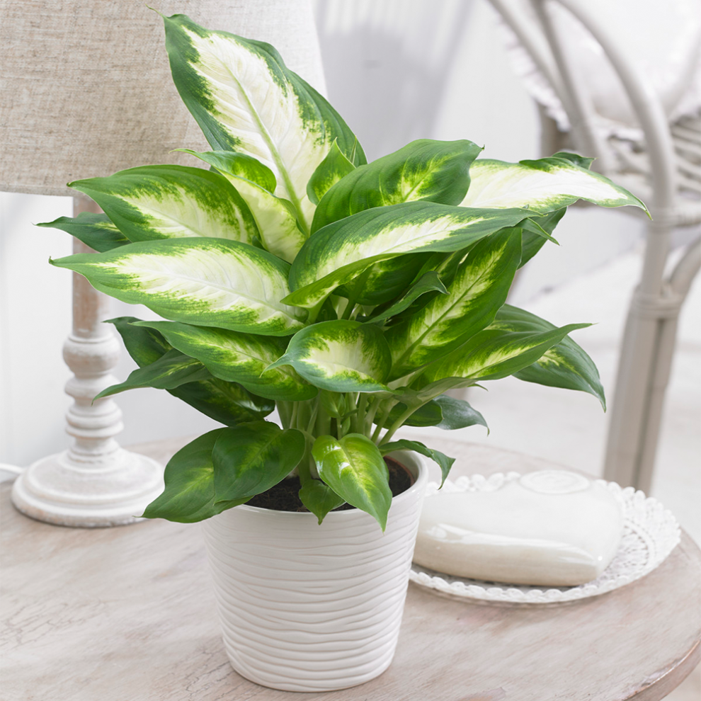 Gardeners Dream Ideal Tropical Houseplant Dieffenbachia Indoor Dumb Cane Supplied In 12Cm Pot