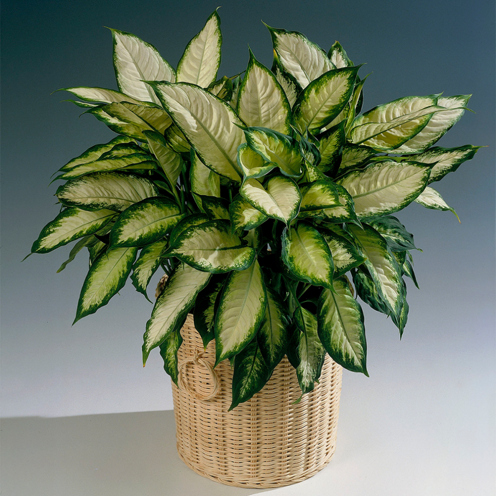 Gardeners Dream Dieffenbachia Mexican Dumb Cane Tropical Indoor House/Office Plant 12Cm Pot