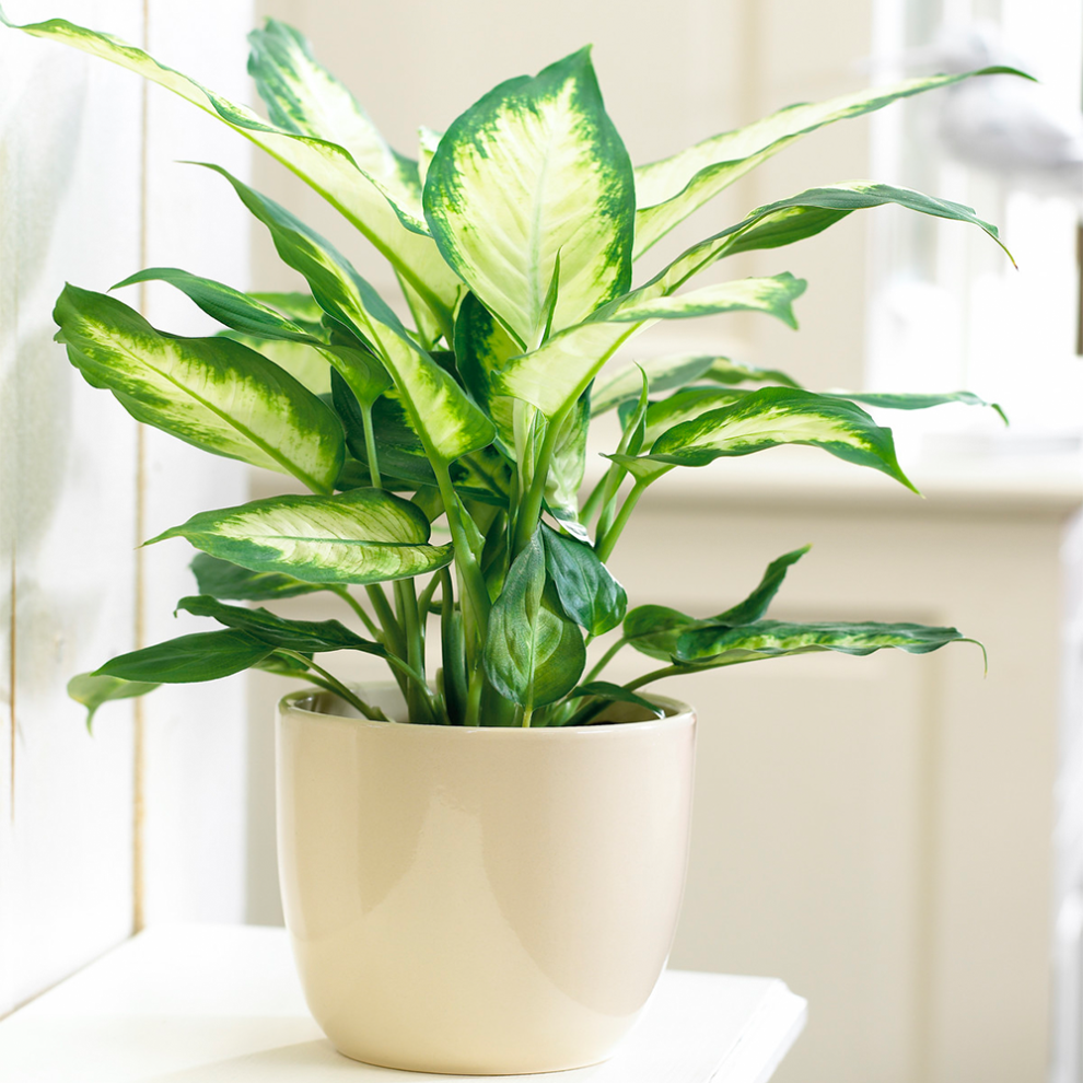 Gardeners Dream Tropical Indoor Houseplant In 12Cm Pot - Diffenbachia 'Camilla' Dumb Cane