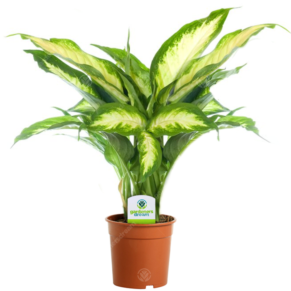 Gardeners Dream Dieffenbachia Camilla - 1 Plant - House / Office Live Indoor Pot Plant Tree