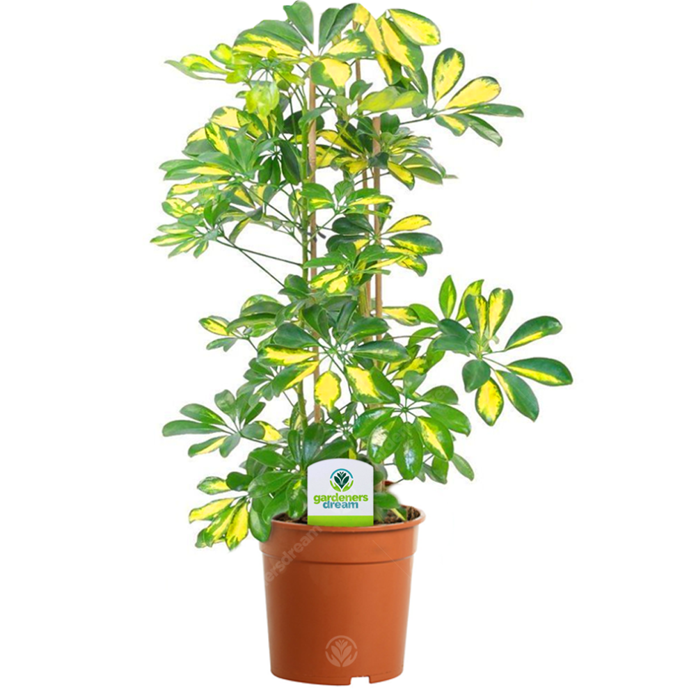 OnBuy.com