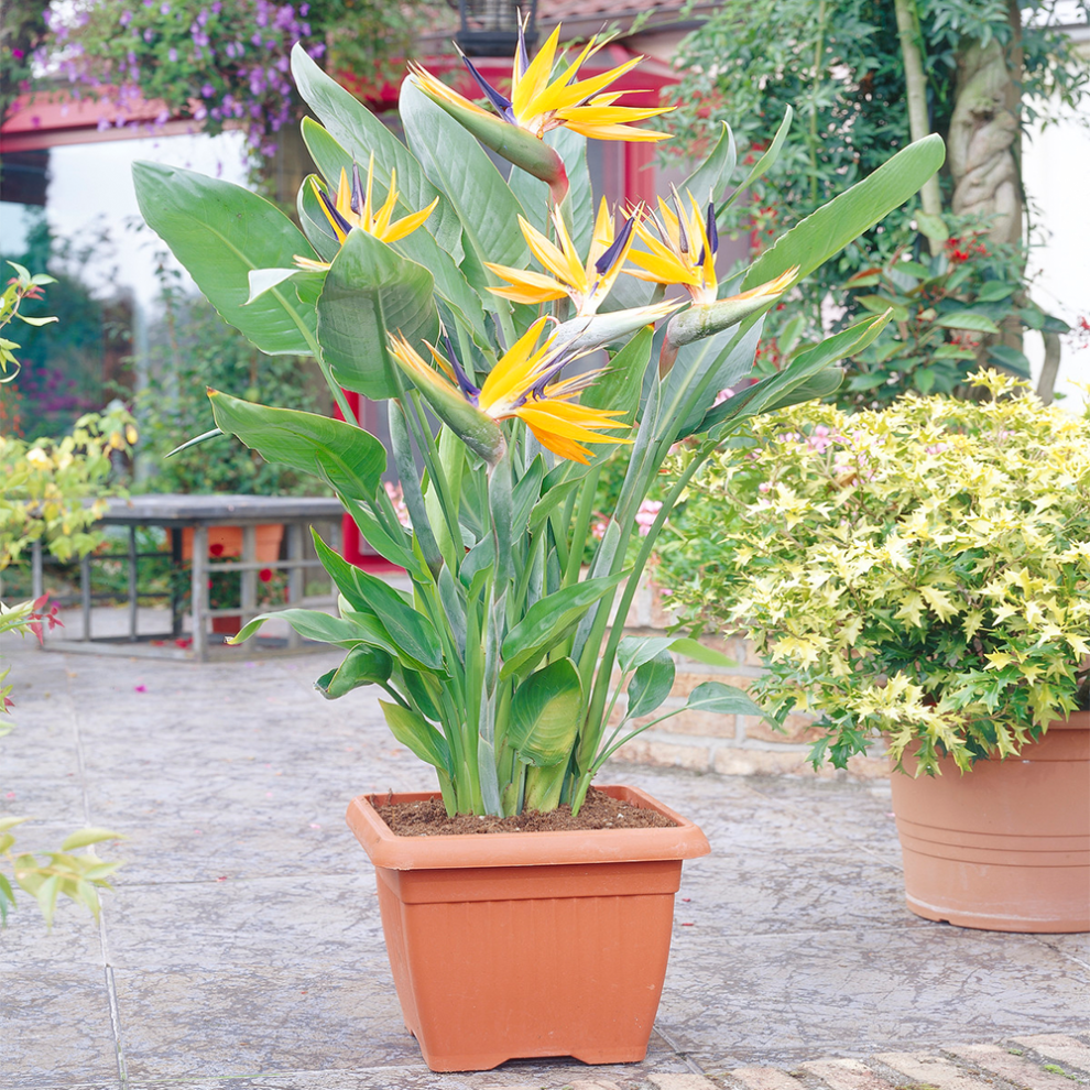 Gardeners Dream Strelitzia (12Cm, V1)