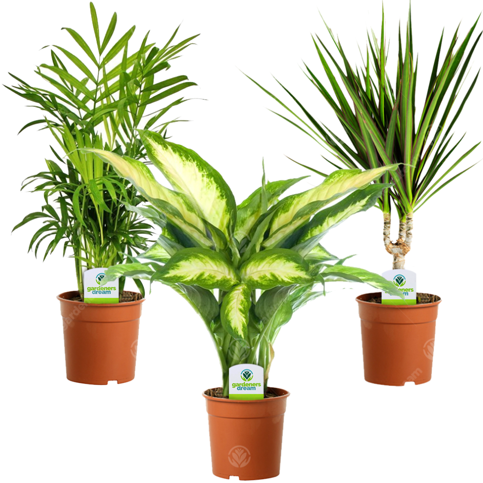 Indoor Plant Mix - 3 Plants - House / Office Live Potted Pot Plant Tree (Mix B)