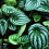 Gardeners Dream Peperomia Argyreia (12cm) V1 4