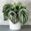 Gardeners Dream Peperomia Argyreia (12cm) V1 1